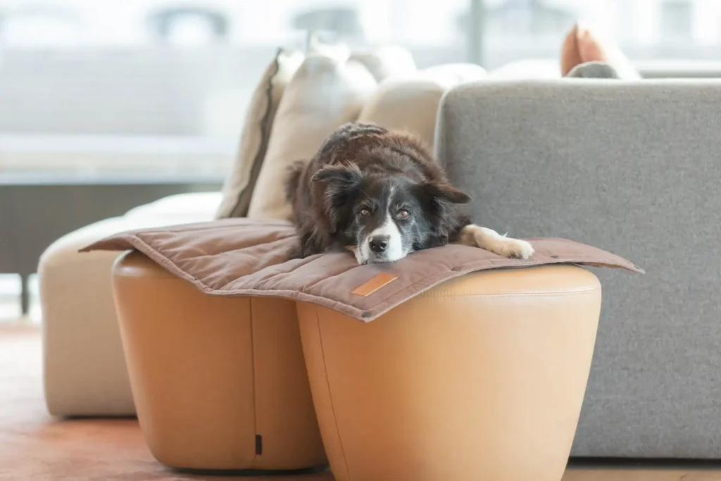a dog lying on the brown mat