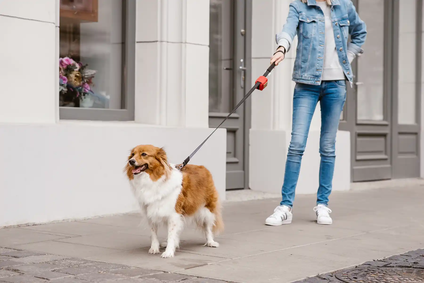 a dog with his guardian in the city