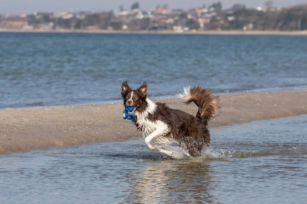 a dog with blue bullet in water