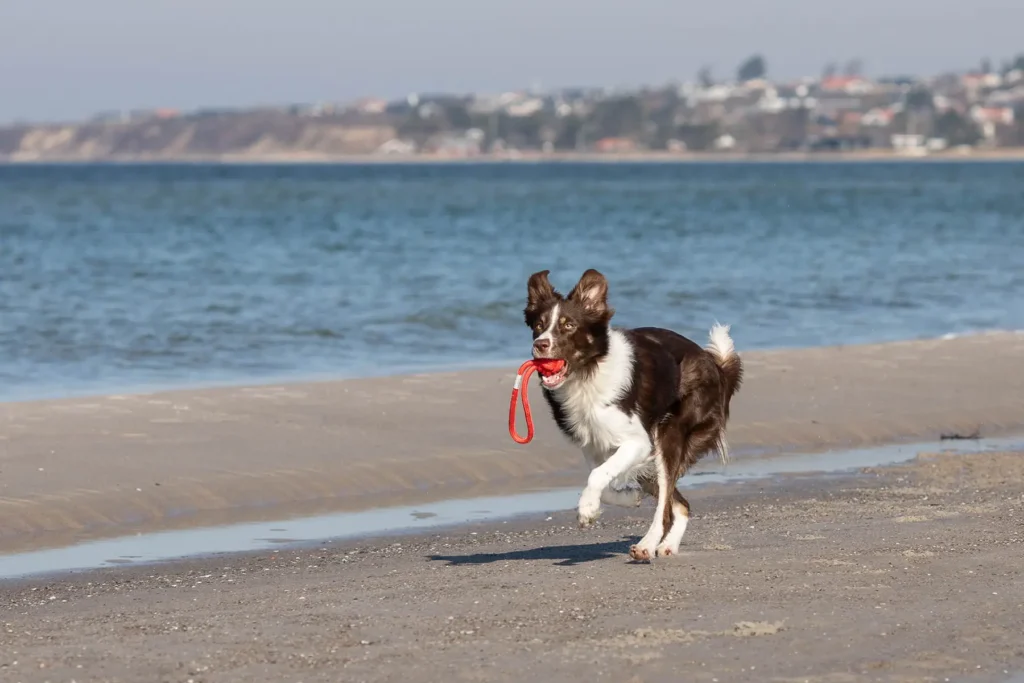 a dog with red bullet running