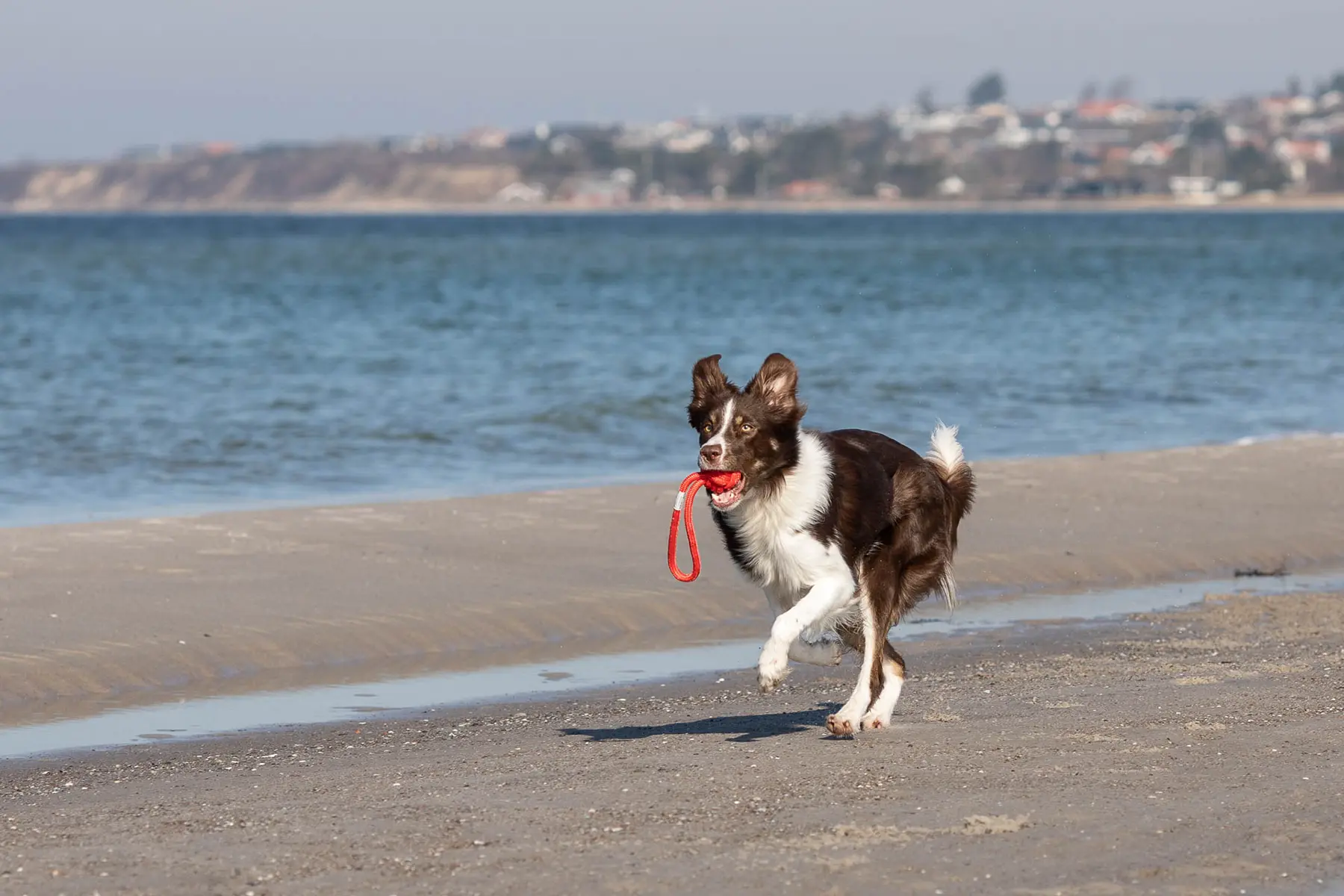 a dog with red bullet running