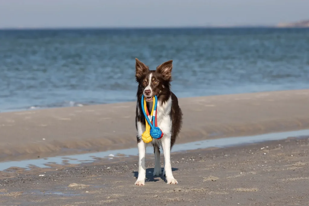 a dog with blue, yellow and red bullets in water