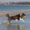 a dog with blue yellow in water