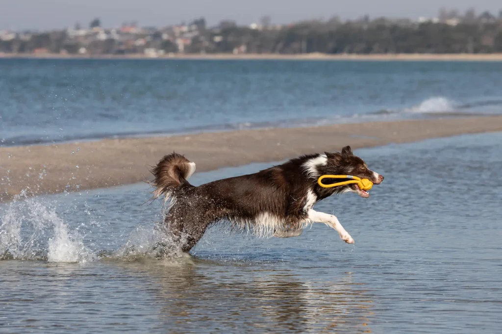 a dog with blue yellow in water