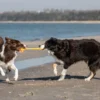 dogs with yellow bullet playing