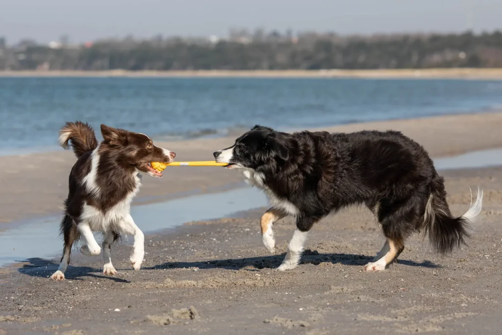 dogs with yellow bullet playing