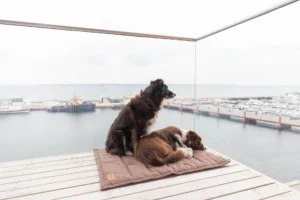 dogs overlooking the window view