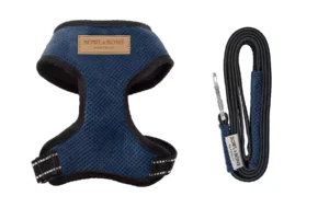 blue dog harness with a lead