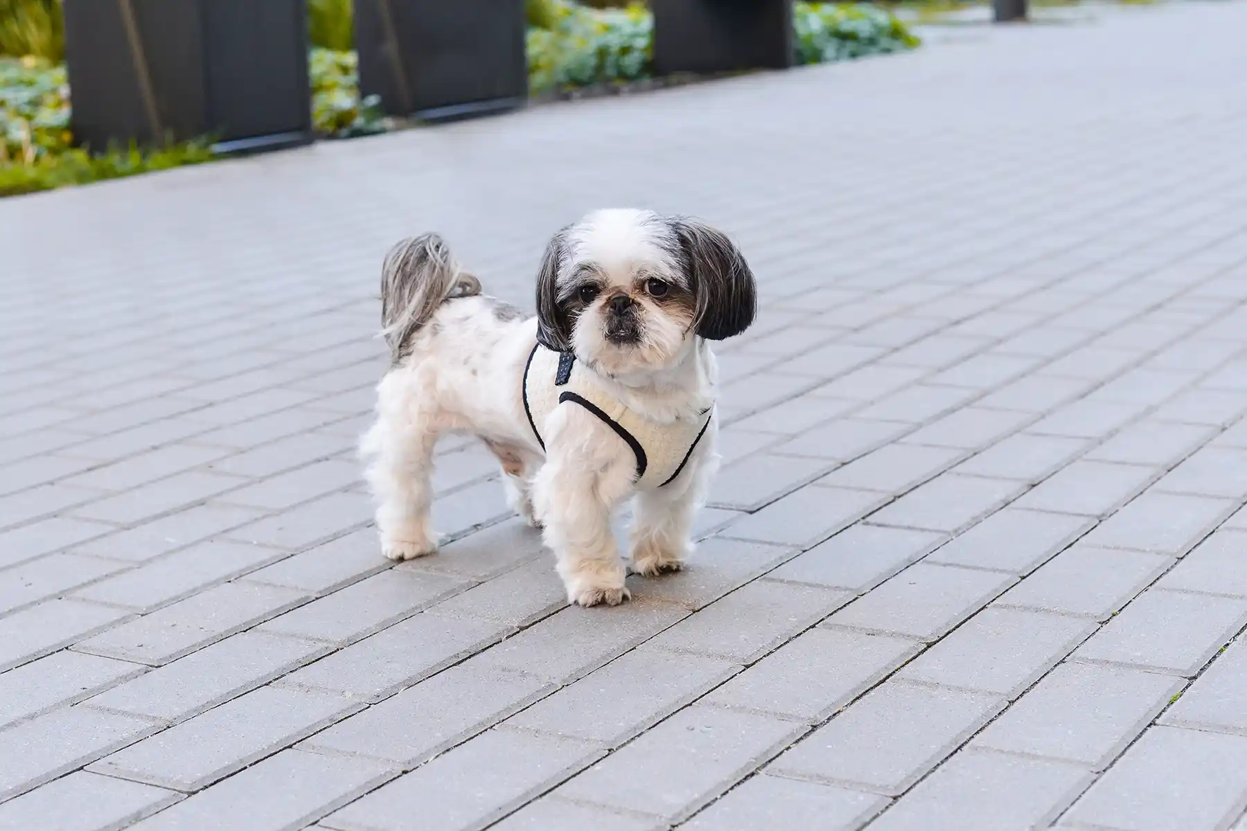small dog stands on the pavement