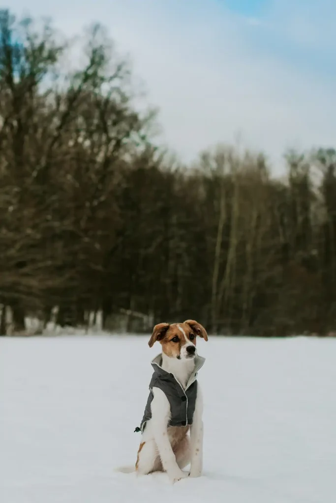 dog sits on the snow in a grey jacket