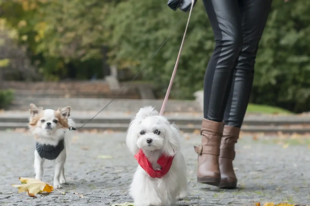 two small dogs on the lead walking