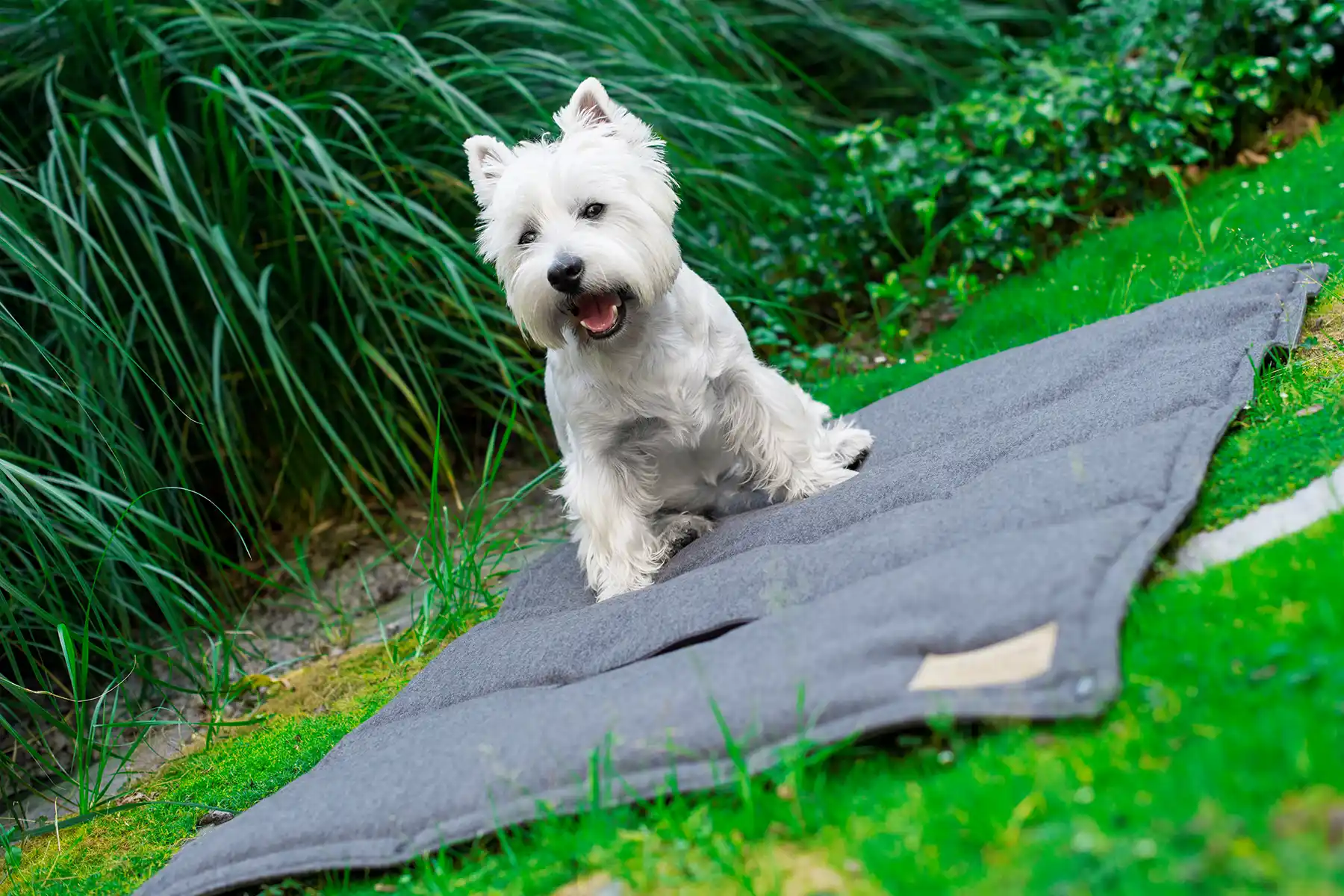 white dog sits on the grey mat on the grass