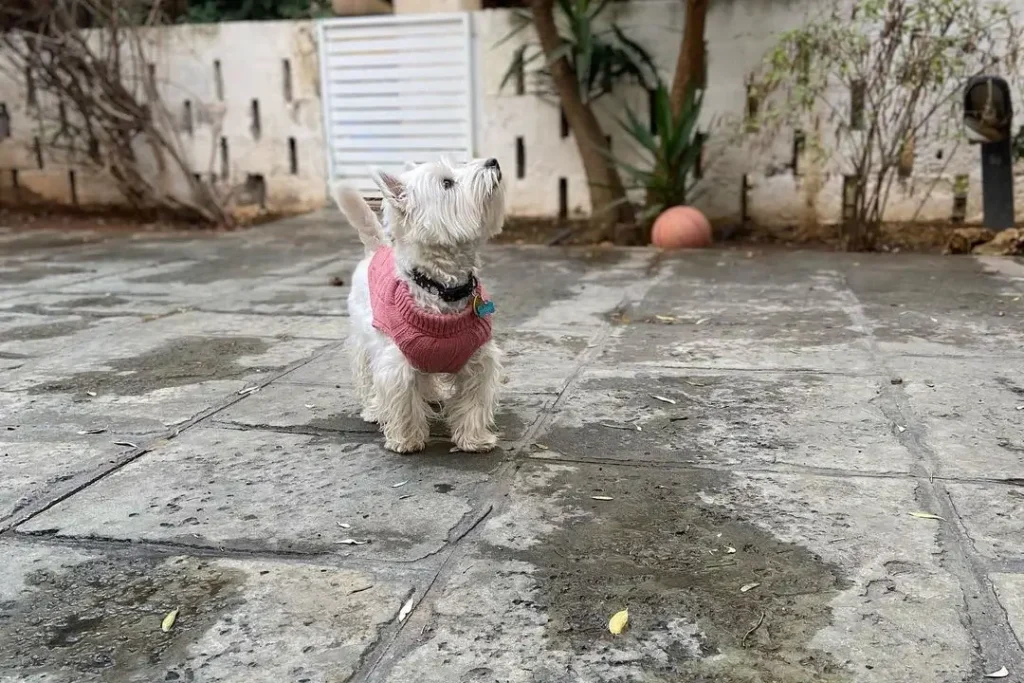 dog in a pink sweater stands on the pavement