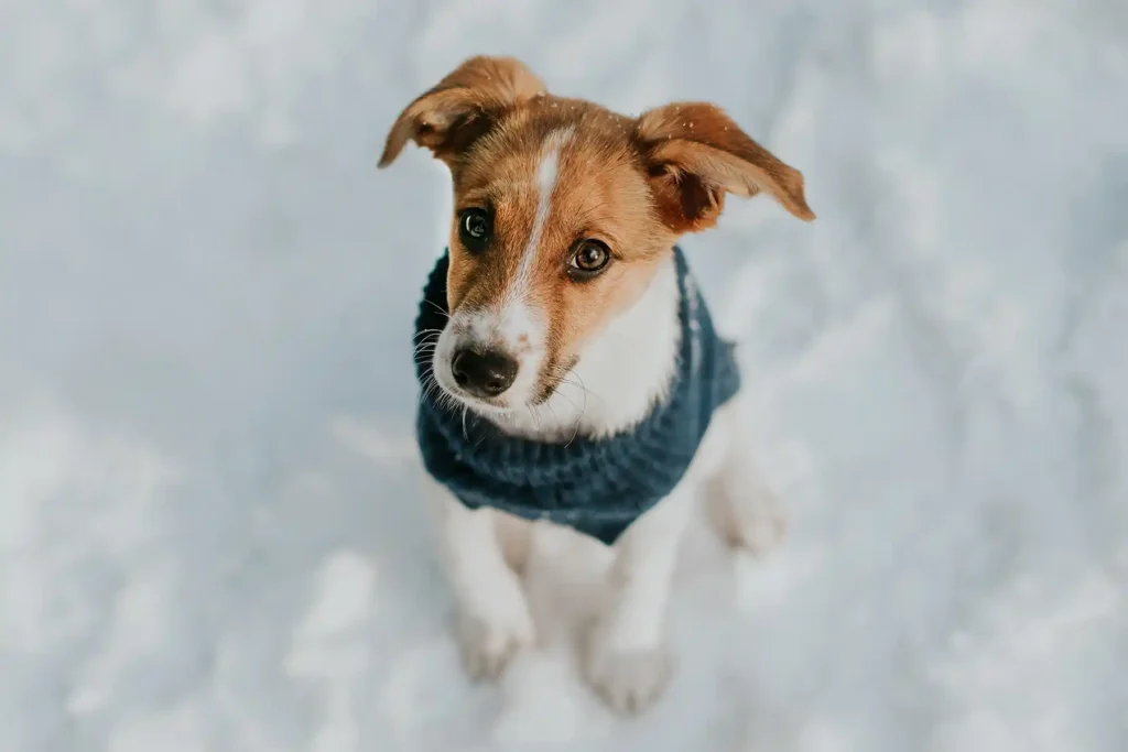 dog sittin on the snow in a navy sweater