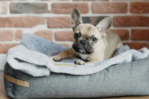 puppy lying on the grey dog bed