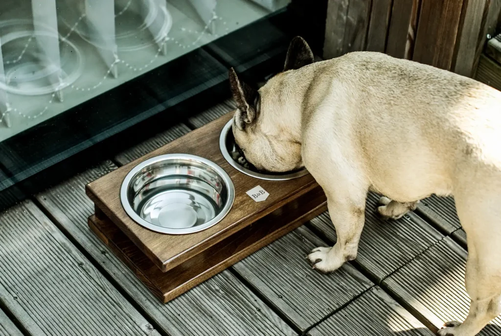 bulldog eating from a wooden bowl