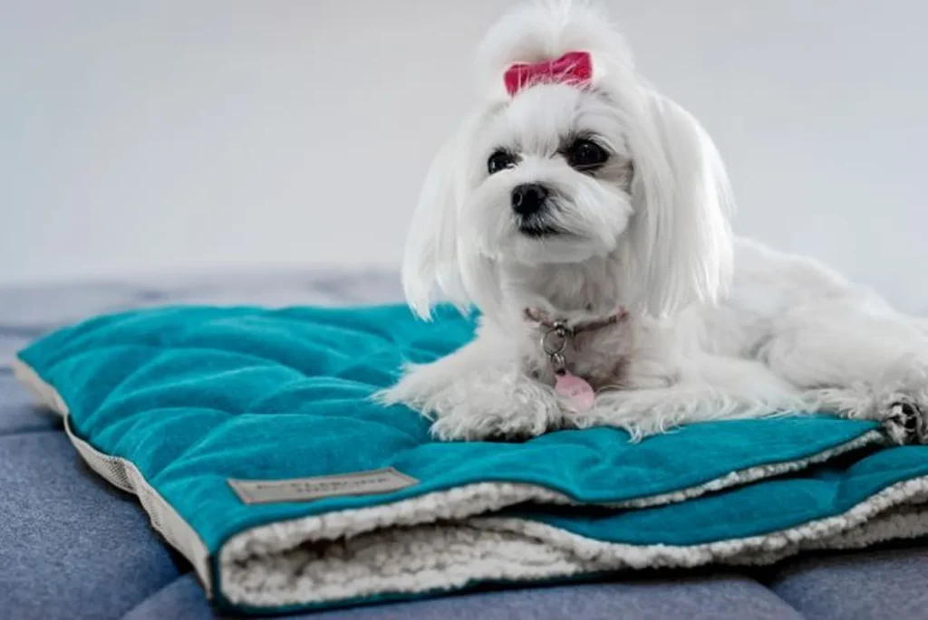 Maltese sitting on the turquoise sleeping bag