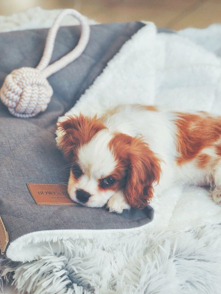 small dog lying on the grey sleeping bag