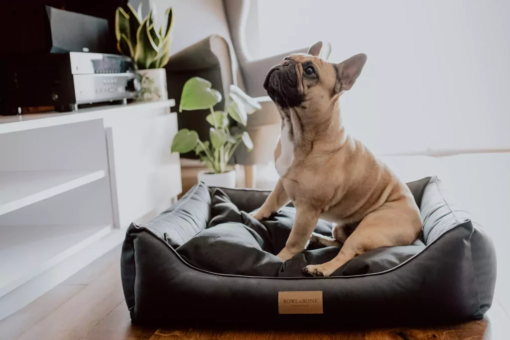 fantastic dark dog bed with happy french bulldog sitting