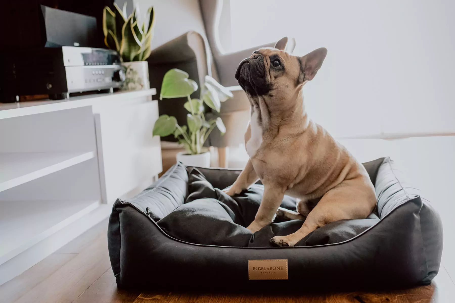 fantastic dark dog bed with happy french bulldog sitting